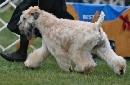 Greentree wheatens sale